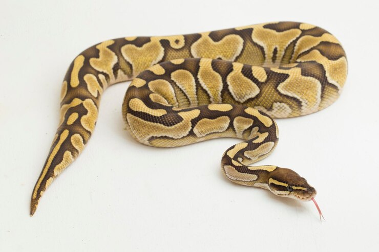 Foto lesser ball python regius isolated on white background