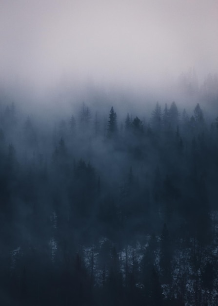 Lost in the fog