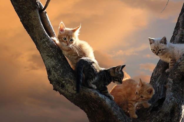 Low angle view of kittens on tree against cloudy sky during sunset