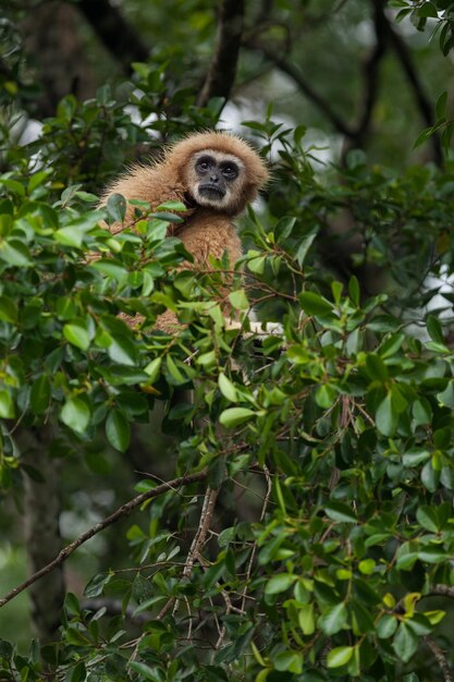 Low angle view of monkey sitting on tree
