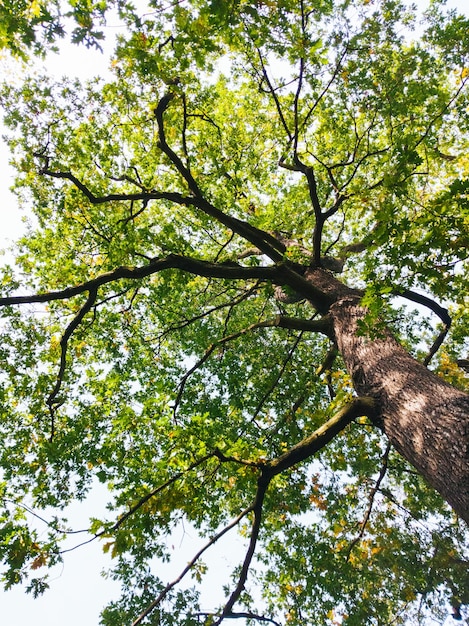 Low angle view of tree against the sky