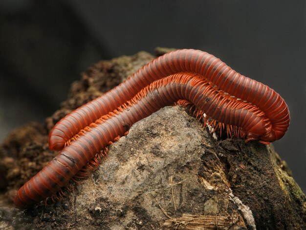 macro photo of insects millipedes
