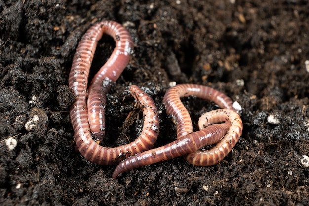 macro scene of active earthworms in garden soil