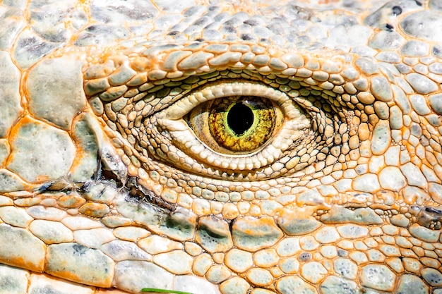 Macro shot of lizard