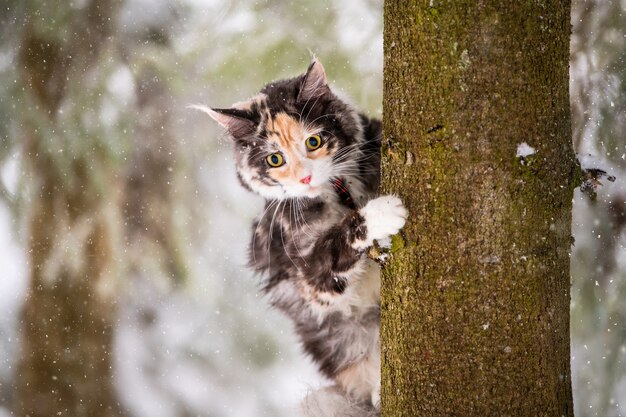 Maine Coon katt polykrom klatrer i et tre om vinteren i en snødekt skog