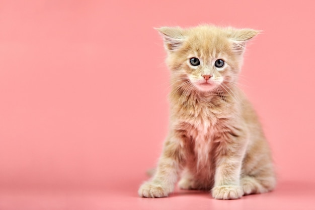 Maine coon kremfarget kattunge