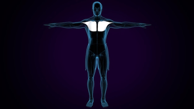 Menneskelig muskel deltoidtrapeziusgracilis og rectus abdominis systemanatomi 3D-illustrasjon