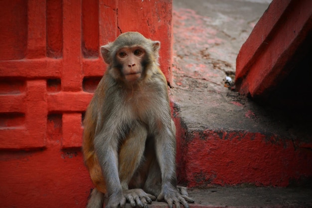 Monkey sitting near the wall of an indian temple