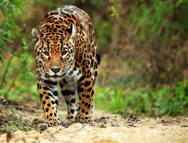 Nærbilde av en leopard