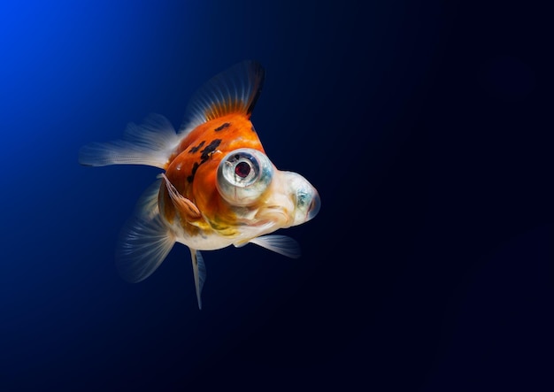 Nærbilde av fisk som svømmer i havet