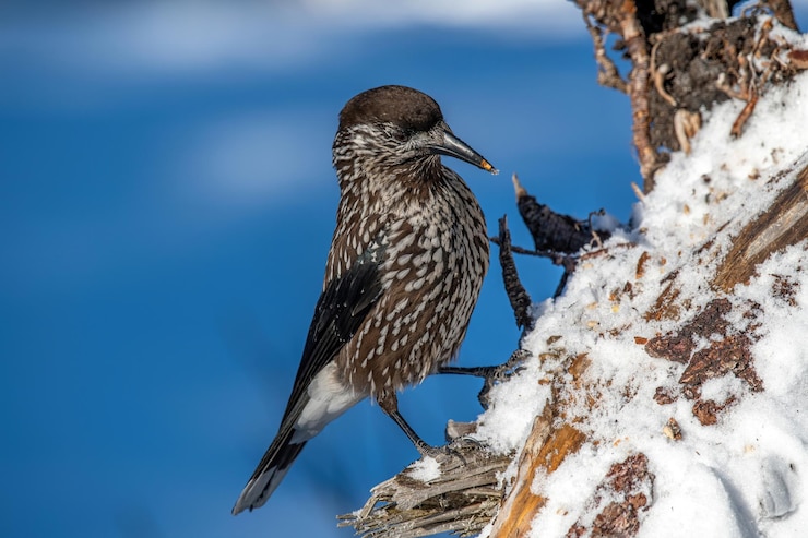 Foto nærbilde av fugl som sitter på snø