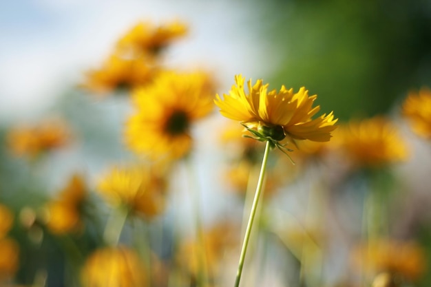 Nærbilde av gul blomst