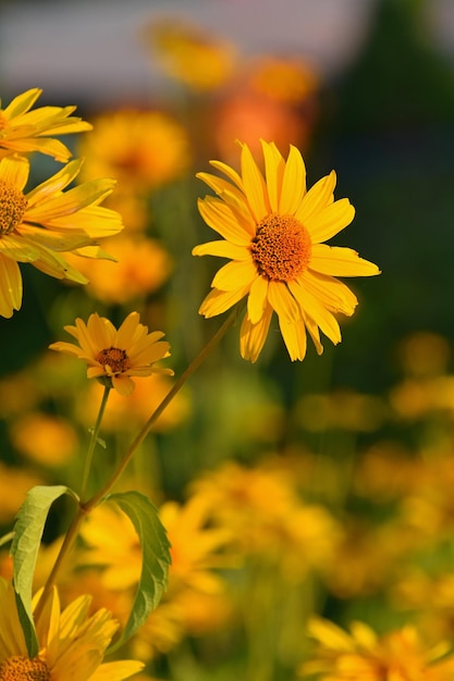 Nærbilde av gule blomster mot uskarp bakgrunn