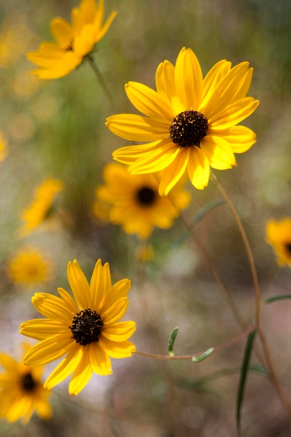 Nærbilde av gule blomster mot uskarp bakgrunn