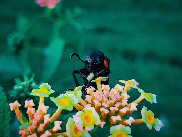 Nærbilde av insekt på blomst