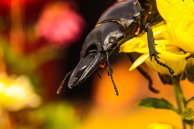 Nærbilde av insekt på blomst