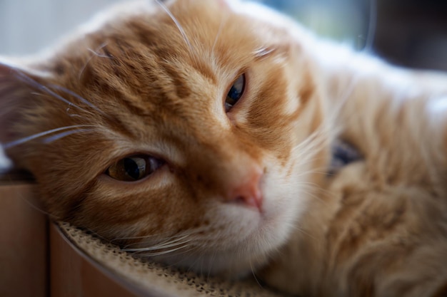 Nærbilde av katt