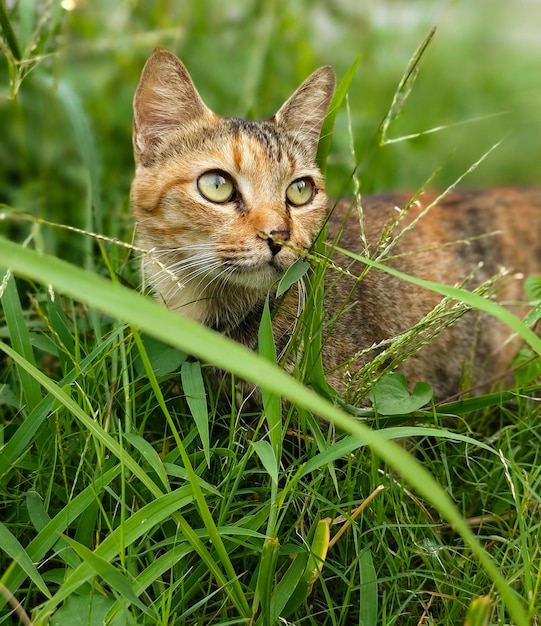 Nærbilde av katt