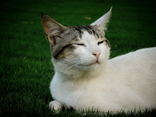 Nærbilde av katt