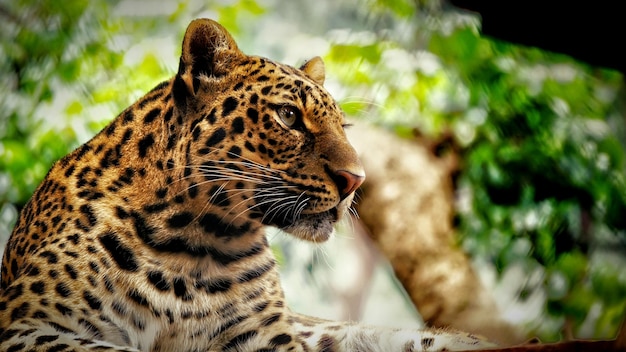 Nærbilde av leopard som ser bort