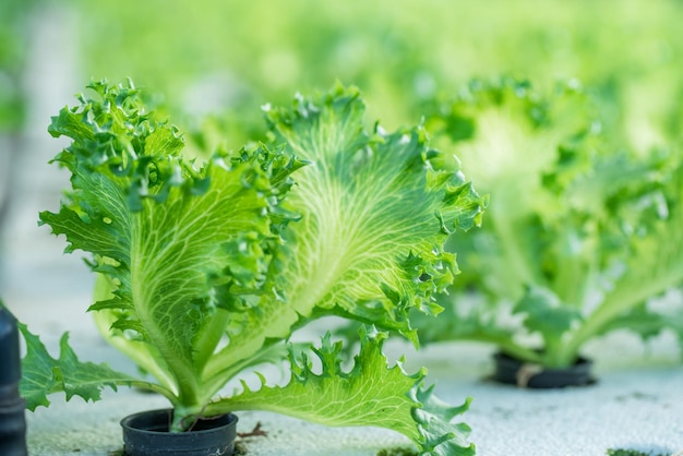 Nærbilde av plante