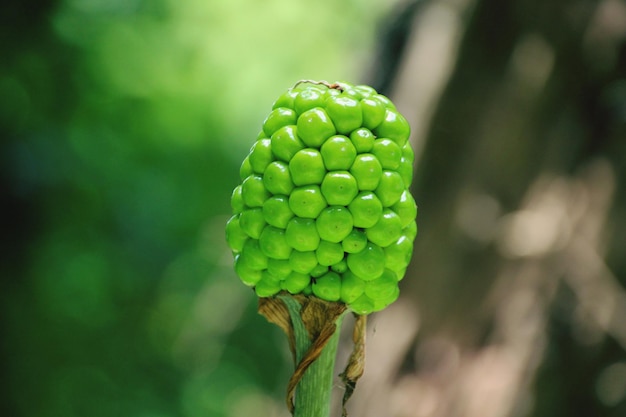 Nærbilde av plante