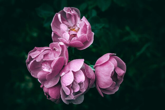 Nærbilde av rose
