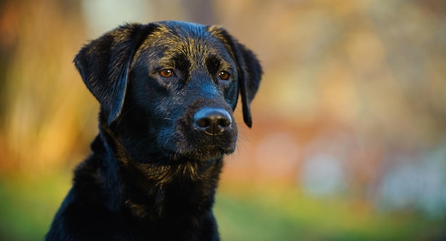 Nærbilde av svart labrador