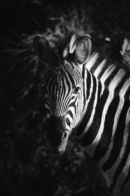 Nærbilde av tiger
