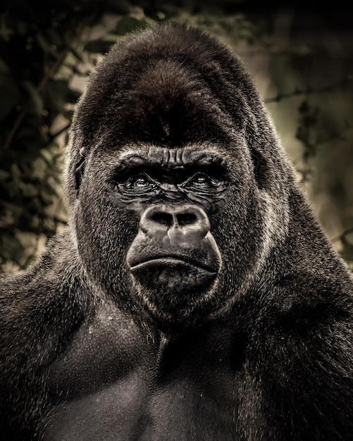 Nærbildeportrett av gorilla
