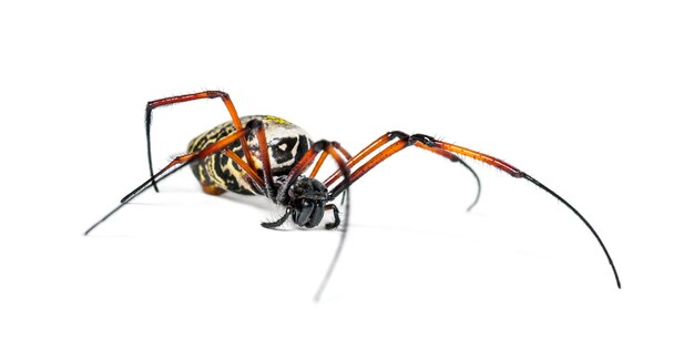 Nephila inaurata, commonly known as the red-legged golden orb-weaver spider or red-legged nephila, in front of white background