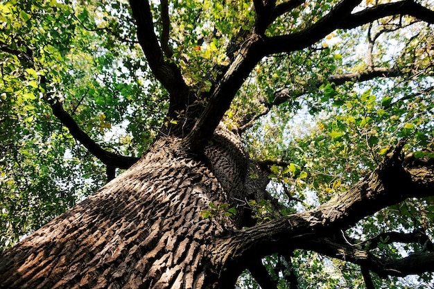 Old big tree in park