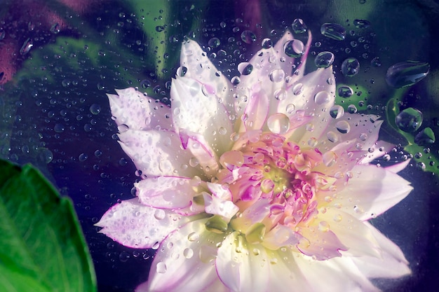 One pink white dahlia flower under glass with water drops. Abstract nature background. Floral pattern. Flat lay composition for cover disign. Valentines or wedding background. Copy space