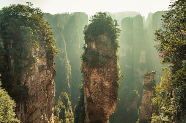 Panoramic view of forest against sky