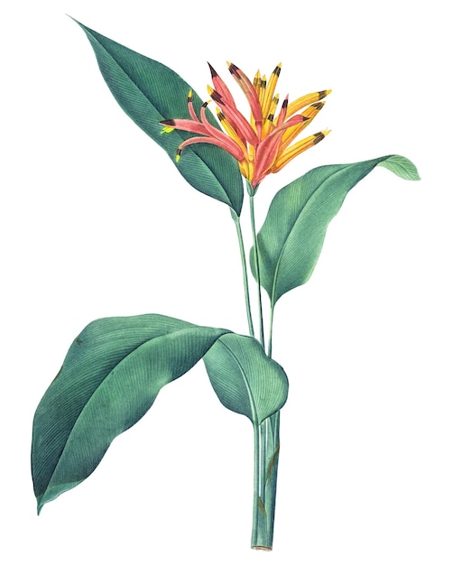 parrot heliconia png tropical plant transparent background
