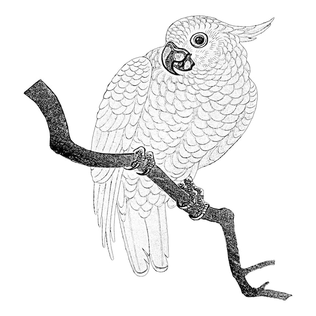Parrot vintage line art illustration