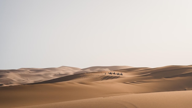 People riding camels on desert against clear sky