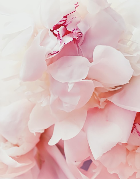 Pink peony flower as abstract floral background for holiday branding
