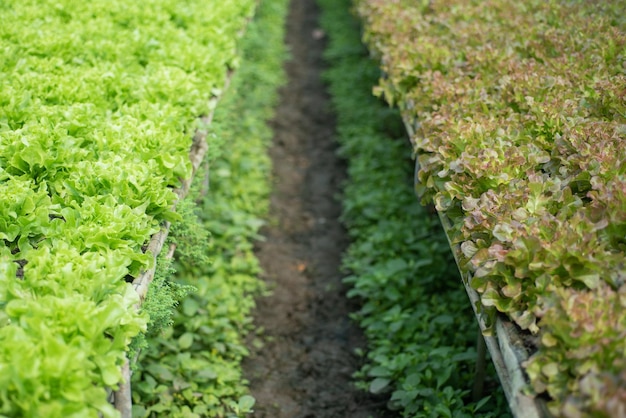 Planter som vokser i drivhus