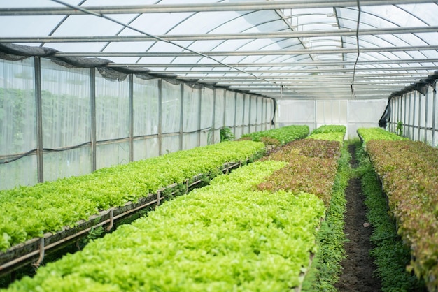 Planter som vokser i drivhus