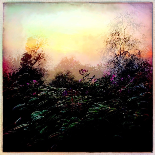 Plants growing on field against sky