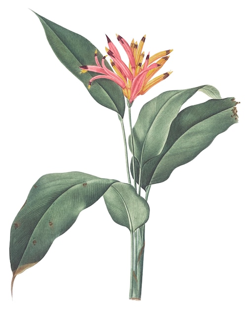 png bird of paradise flower illustration on transparent background