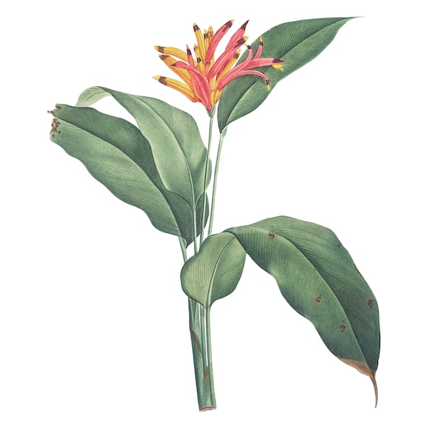 png bird of paradise vintage illustration on transparent background