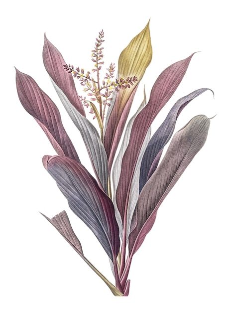 png cordyline fruticosa sticker redoutes vintage illustration transparent background