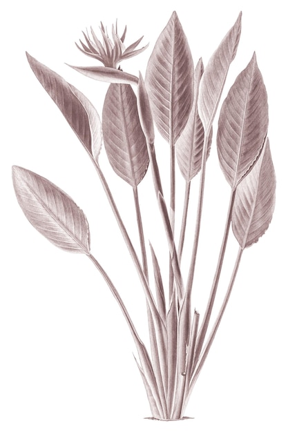 png plant vintage illustration on transparent background