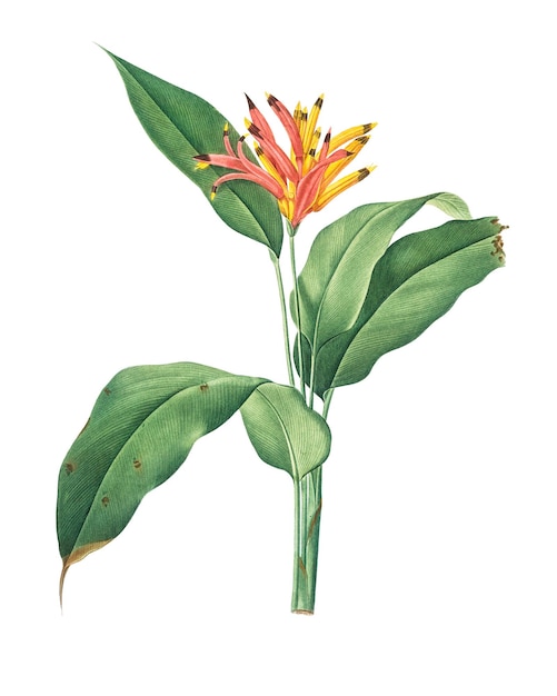 png tropical flower sticker illustration transparent background