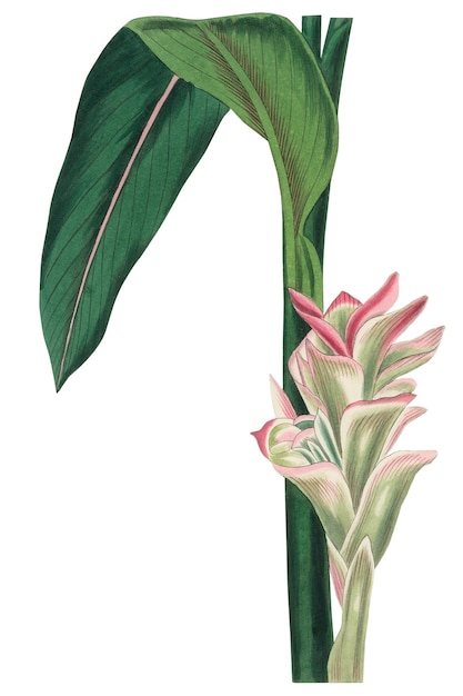 png white turmeric pink edge flower antique sketch
