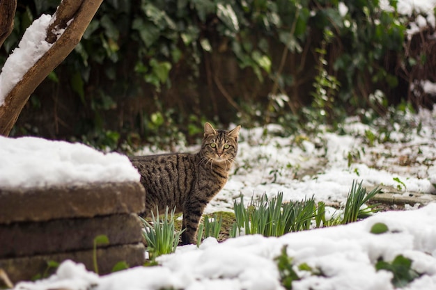 Portrait of cat on snowcapped field during winter