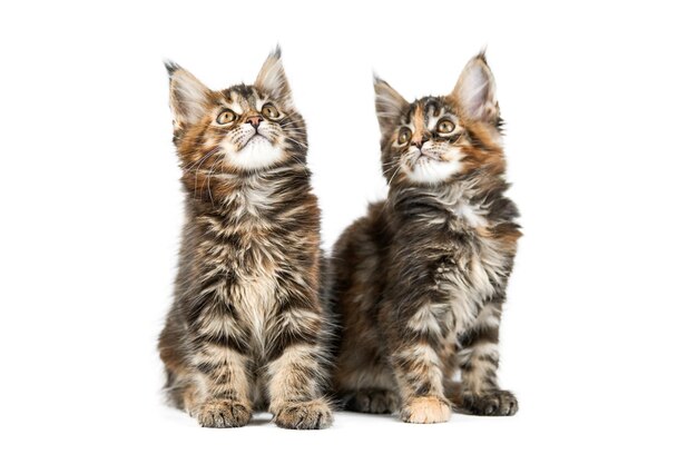 Portrait of cats against white background