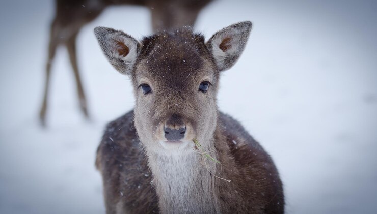Foto portrait of deer standing on snow
